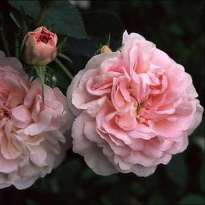 Alb cu tentă roz - trandafir alba